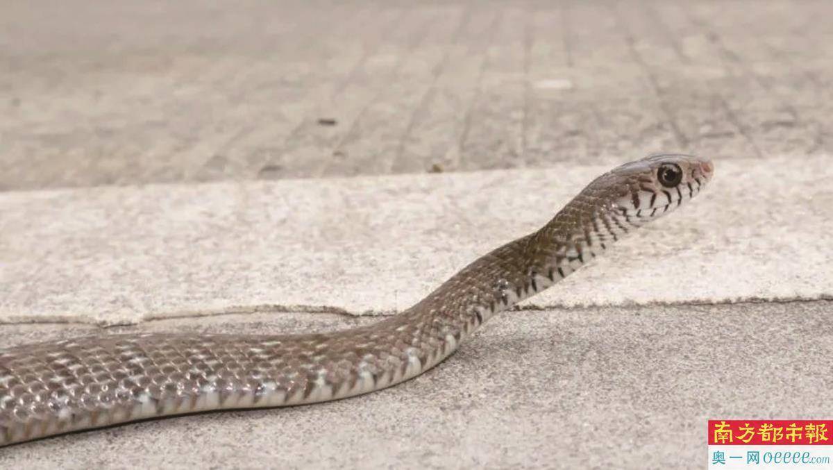 公司电梯突现1.5米长蛇 专家科普:是无毒水律蛇