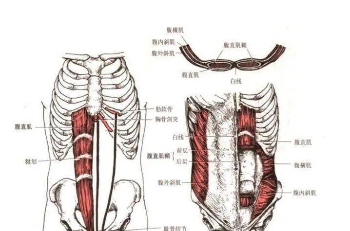 菱形肌的解剖