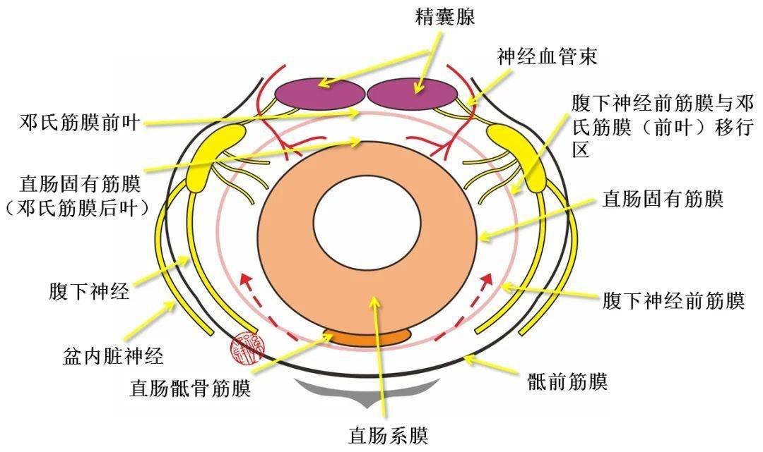 醫學筆記神經血管束的應用解剖學圖文