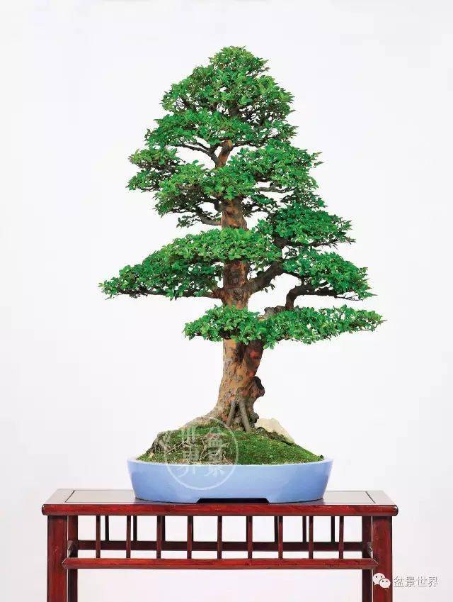 蘇州萬景山莊作品(榔榆,樹高120cm)▲蕭庚武作品(羅漢松)▲王炘作品