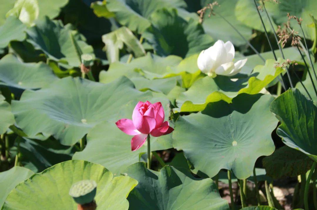 精河县五棵树村：荷花一枝，夏意满塘！