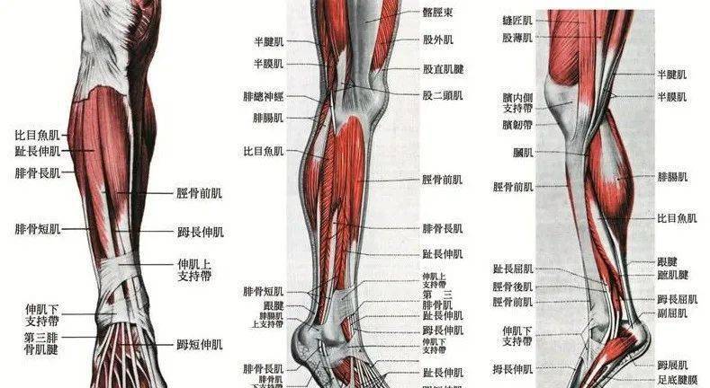 臨床必備:高清超全肌肉解剖圖譜!_肩胛骨_起止點_功能