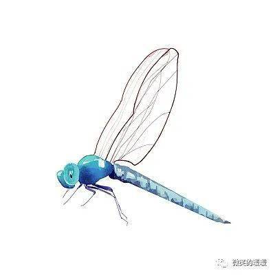 蜻蜓复眼的画法图片