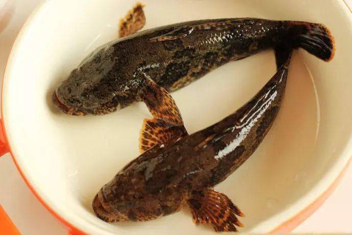 苏州的塘鳢鱼,每年菜花盛开期间最为肥壮,今年卖到百元一斤_码头_鱼竿