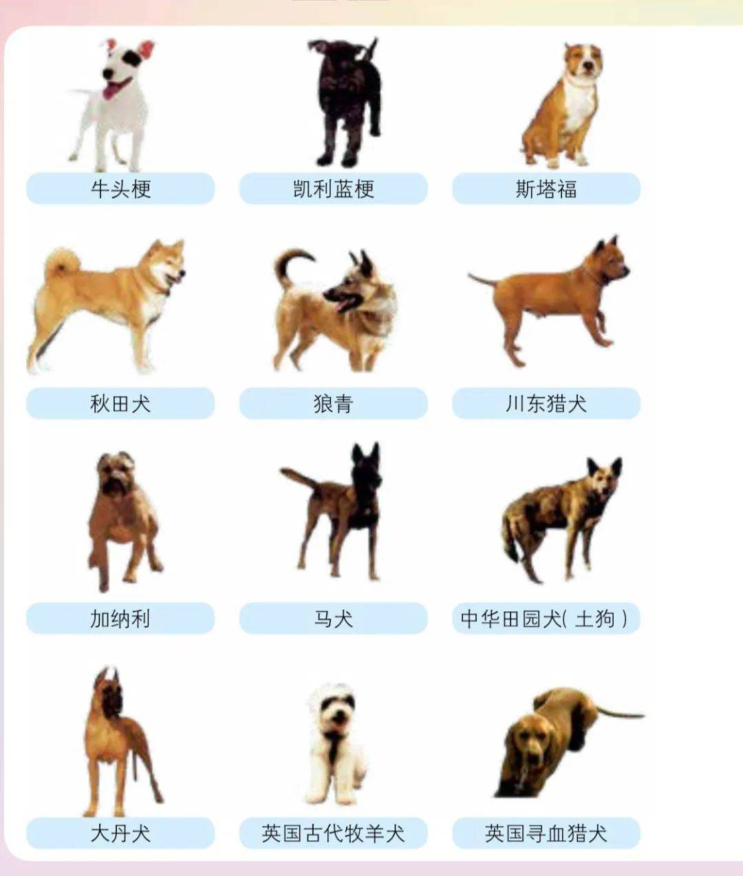 沈阳公布48种禁养犬种!秋田,中华田园犬等在列_管理区_牧羊犬_重点