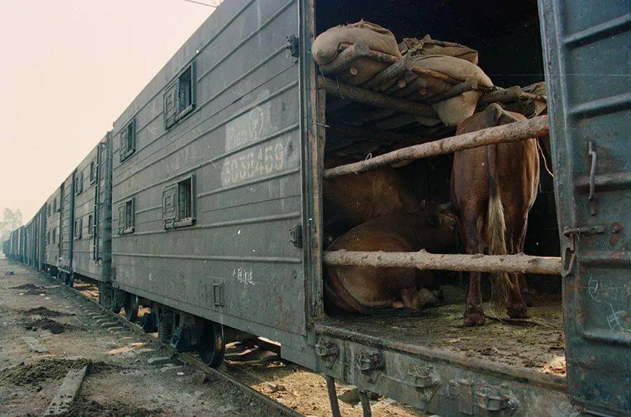 "三趟快车"往事丨见证祖国内地与港澳的心手相连_瑞伦_押运员_香港