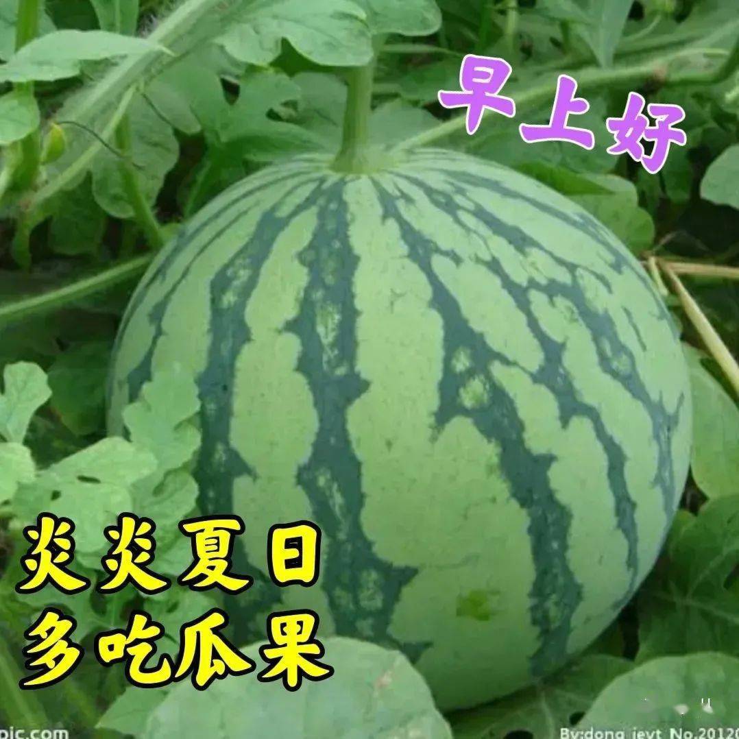 早上好表情包大全,天气炎热,深深祝福,好好照顾自己!