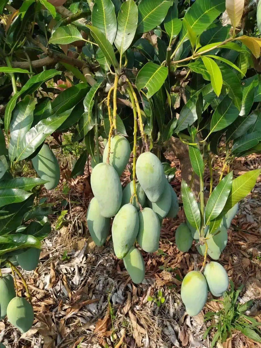 又香又甜百色桂七芒果惊艳上市产地直发价只要