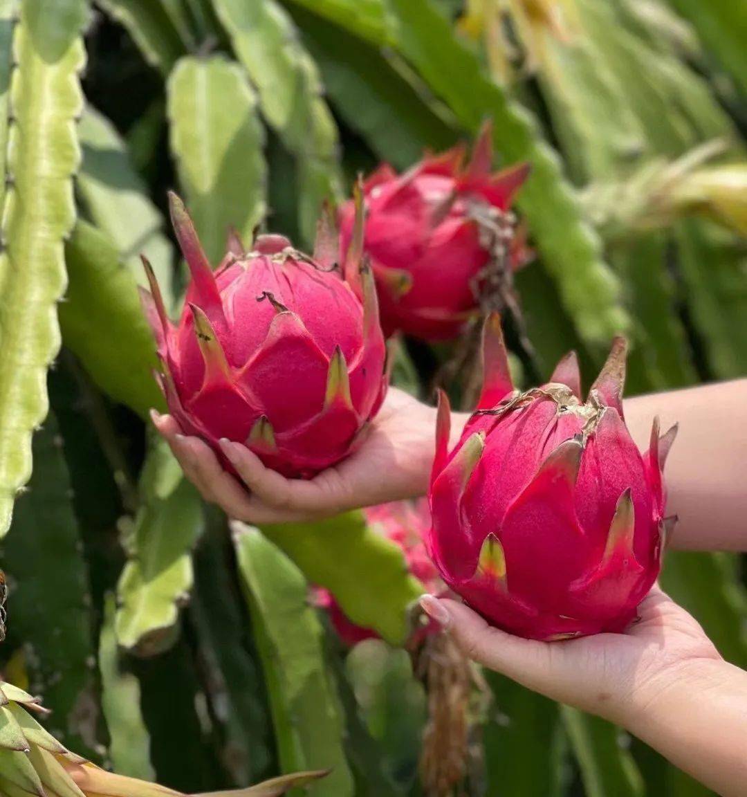 金都一号红心火龙果43元5斤甜蜜炸弹大口啃低热量妥妥减肥福星