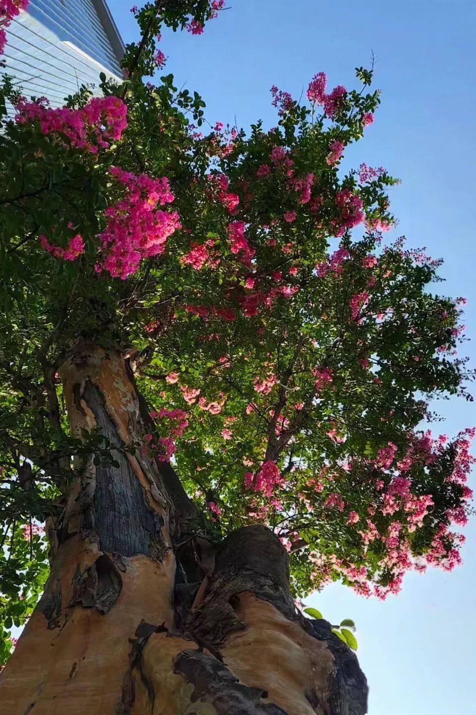 千年紫薇 花开东岭_向峰_市民_带着