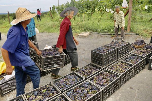 涪陵：助力乡村振兴 打造“本土化”红酒产业链