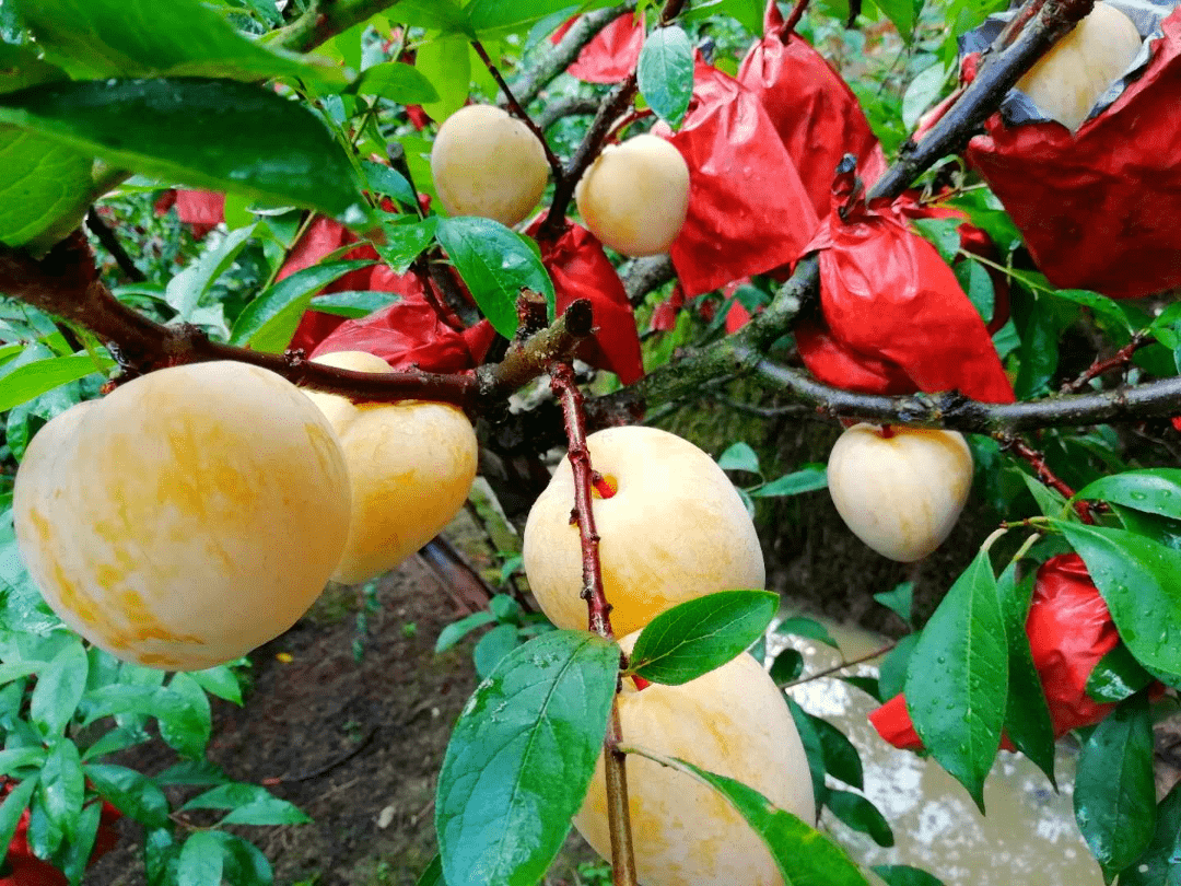 乐昌限定的"黄金奈李"又双叒来了!