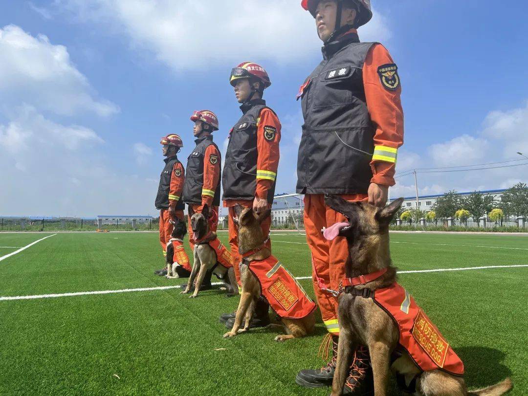 服从训练搜救犬服从科目训练是为实用性科目的开展奠定基础,培养犬的