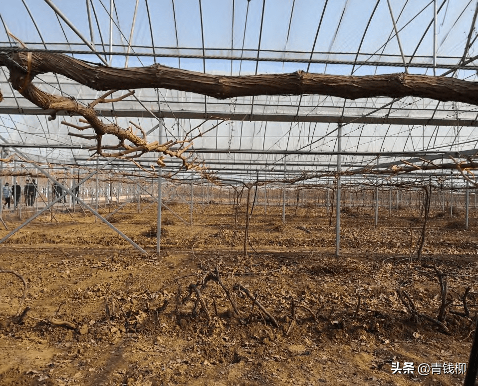 葡萄平棚架种植图图片