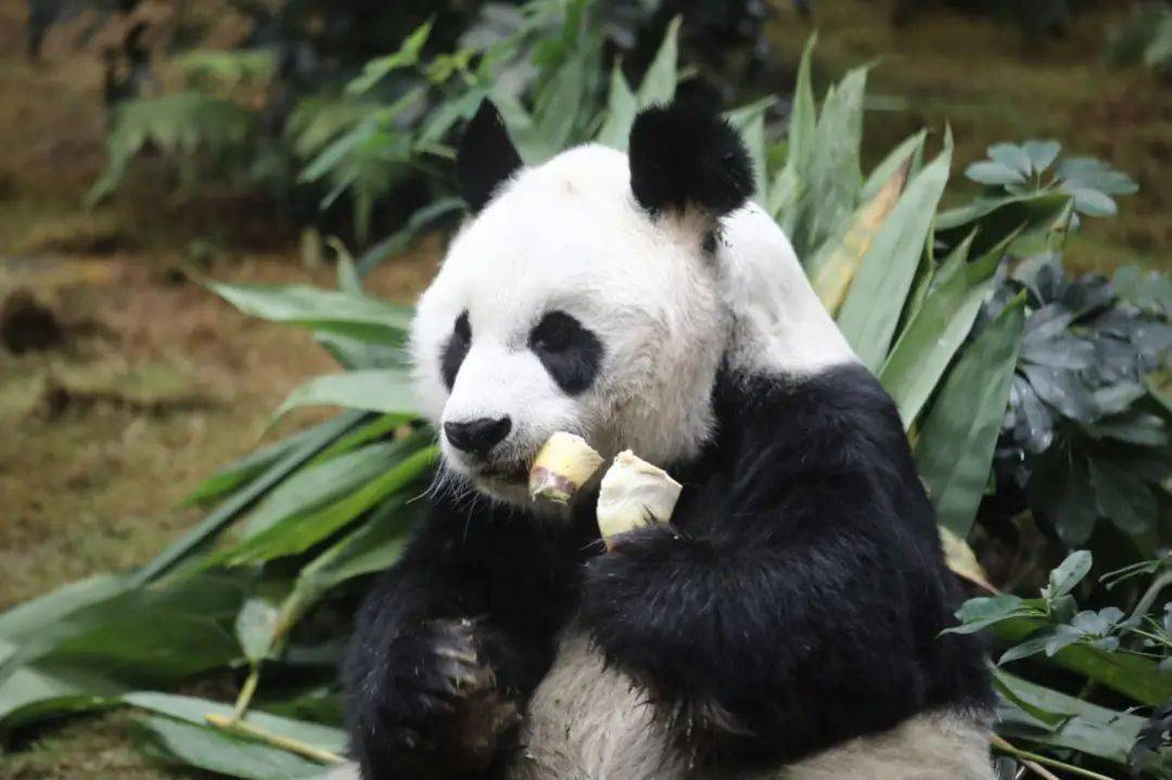 陪伴港人23载的安安离世!_大熊猫_佳佳_游客