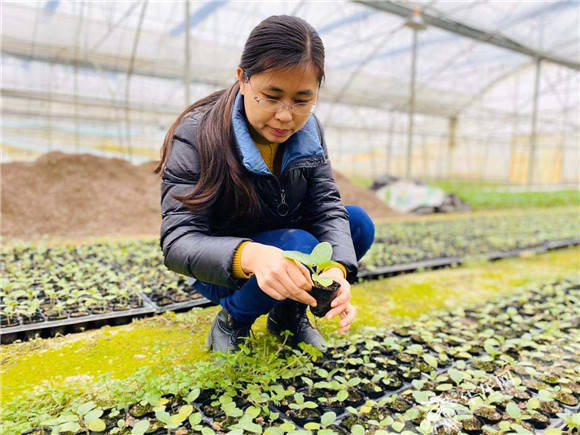 帶領村民種植大棚蔬菜增收逾千萬_楊媚_雙流_吳家鎮