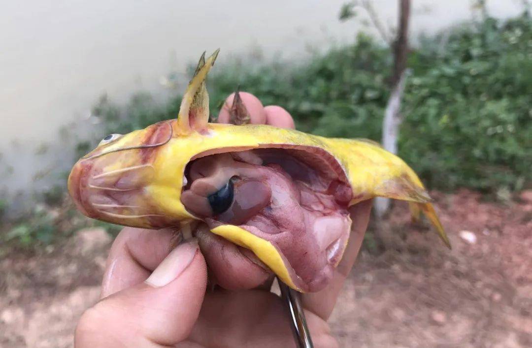 链球菌病如何治疗1,镜检确认是否有寄生虫感染,如有则建议先杀虫;2