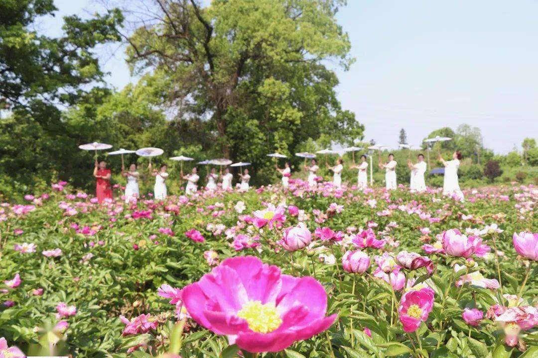 村党支书谈发展花田村一步一脚印共绘花田梦