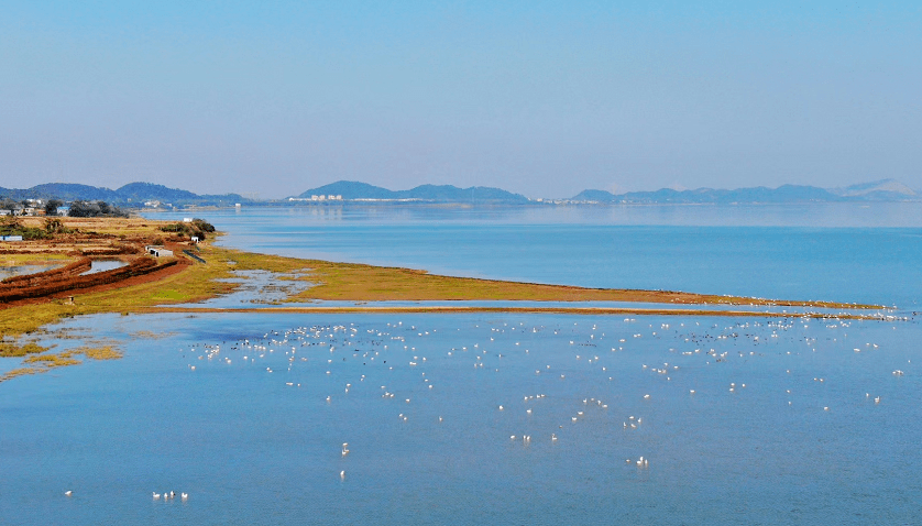 彭泽景区特期丨观赏候鸟天堂太泊湖流域