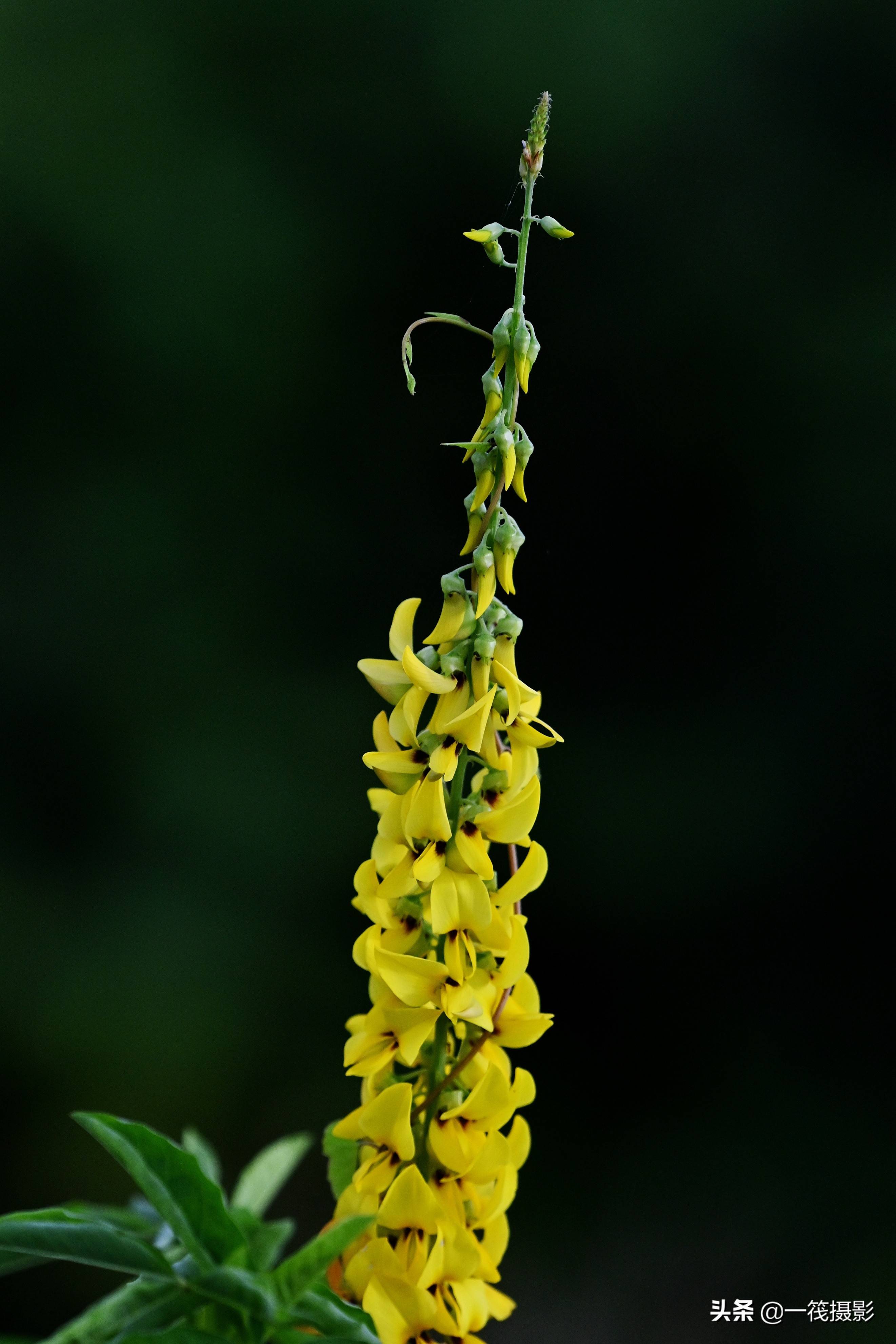 奇花欣赏——光萼猪屎豆,又名光萼野百合_亚洲_兰香谷_灌木