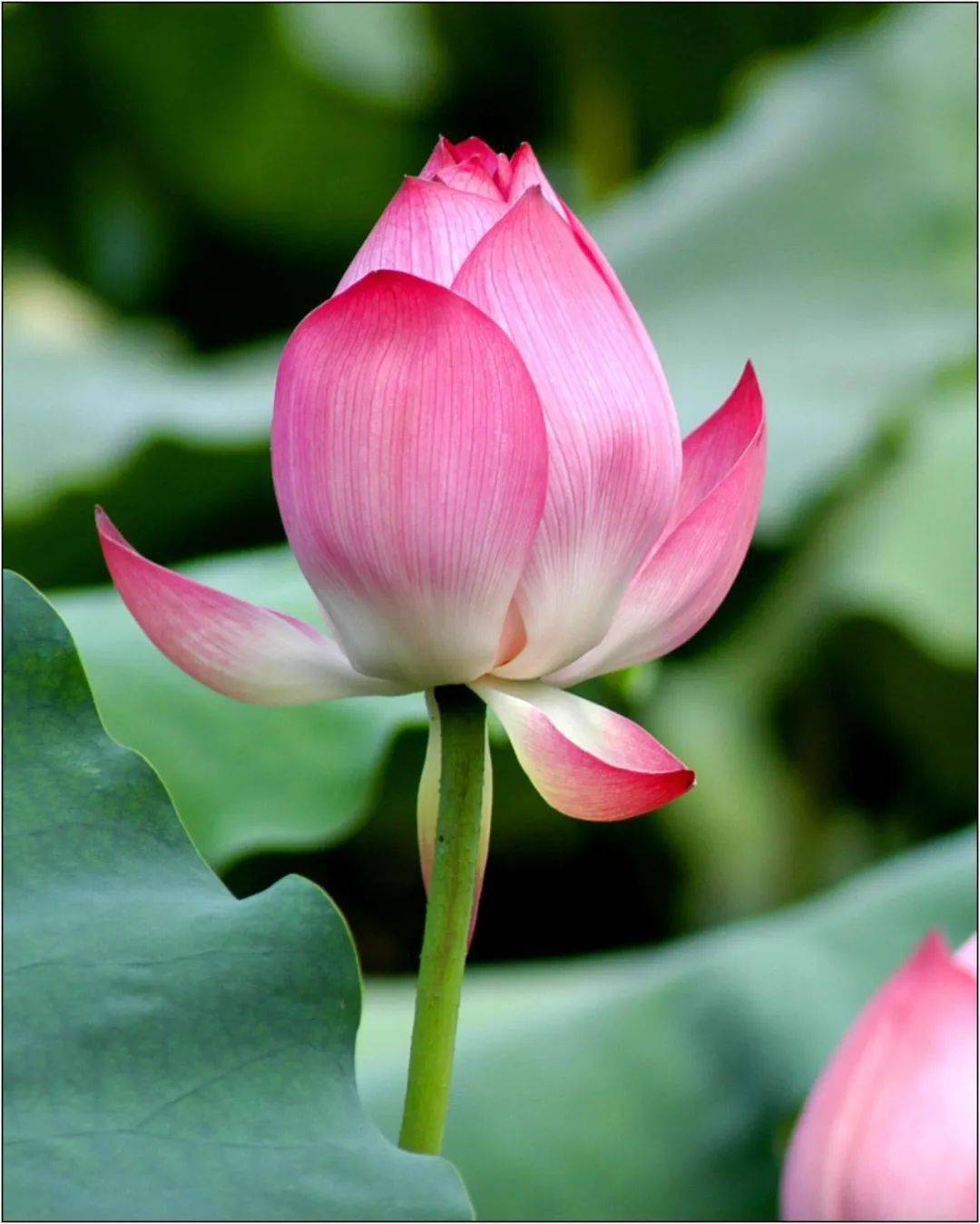 【美图欣赏】荷花飘香 - 婀娜多姿,争奇斗艳_荷花