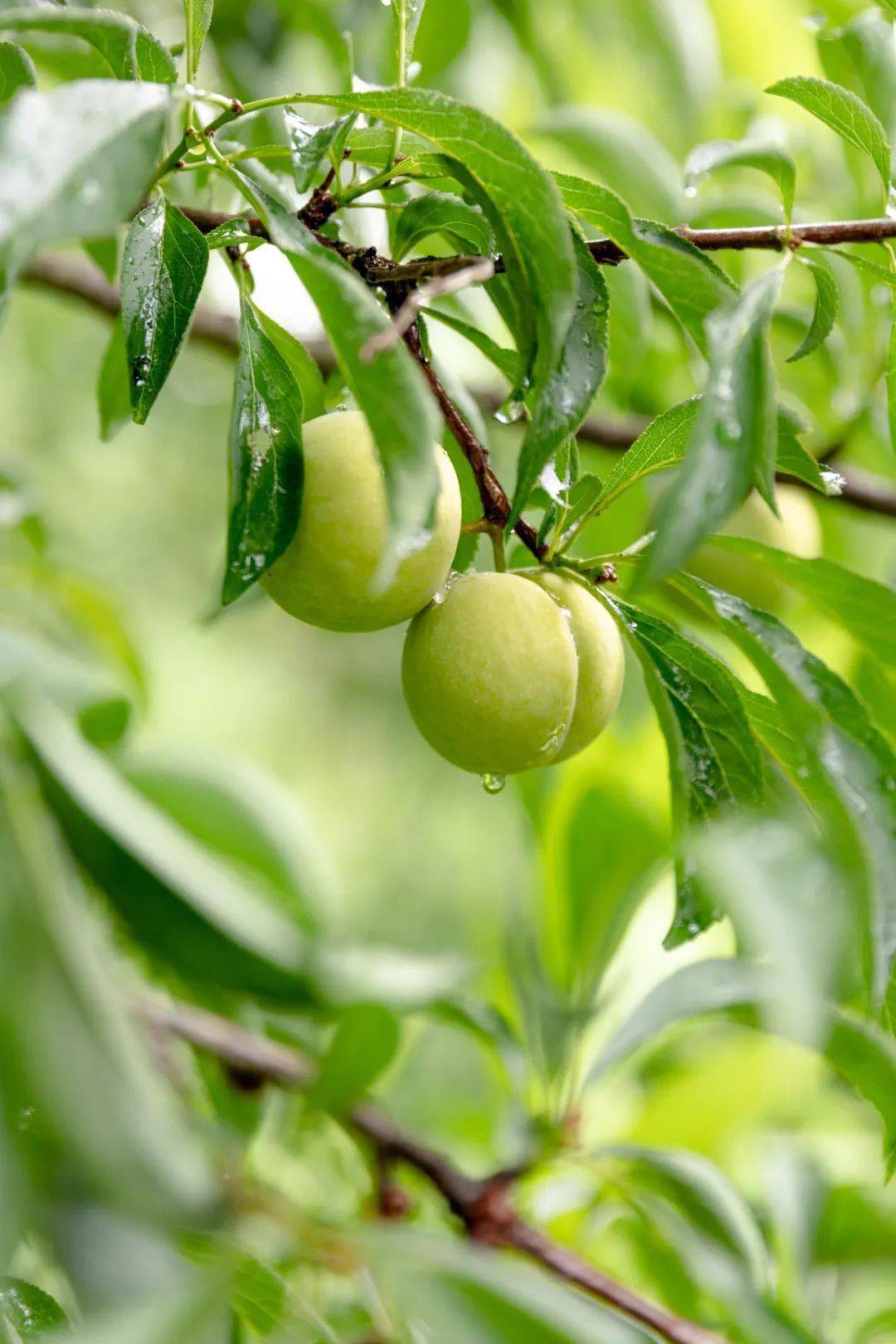 大山深处的奇迹:贵州蜂糖李_李子_摄影_三华