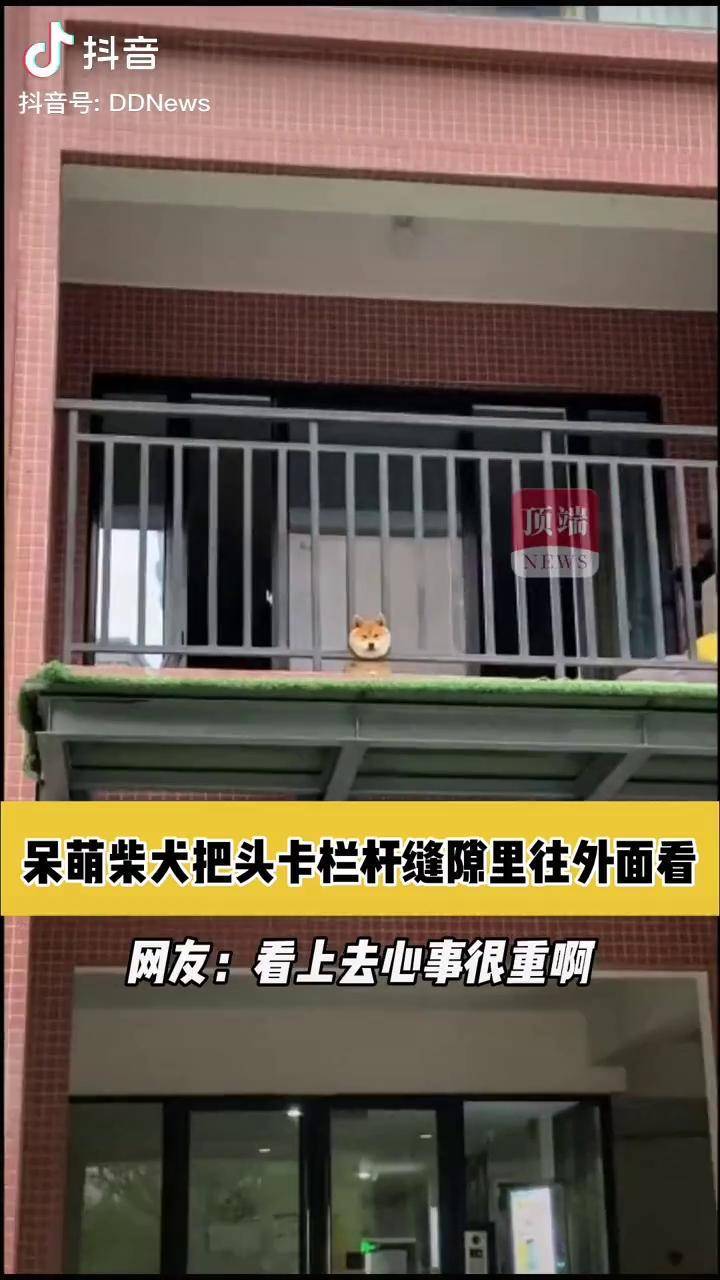 柴犬扶栏杆图片