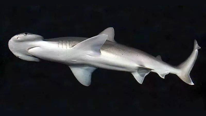双头鲨既能够溶解海草,也能吸收海草中的营养成分,明显还存在其他未知