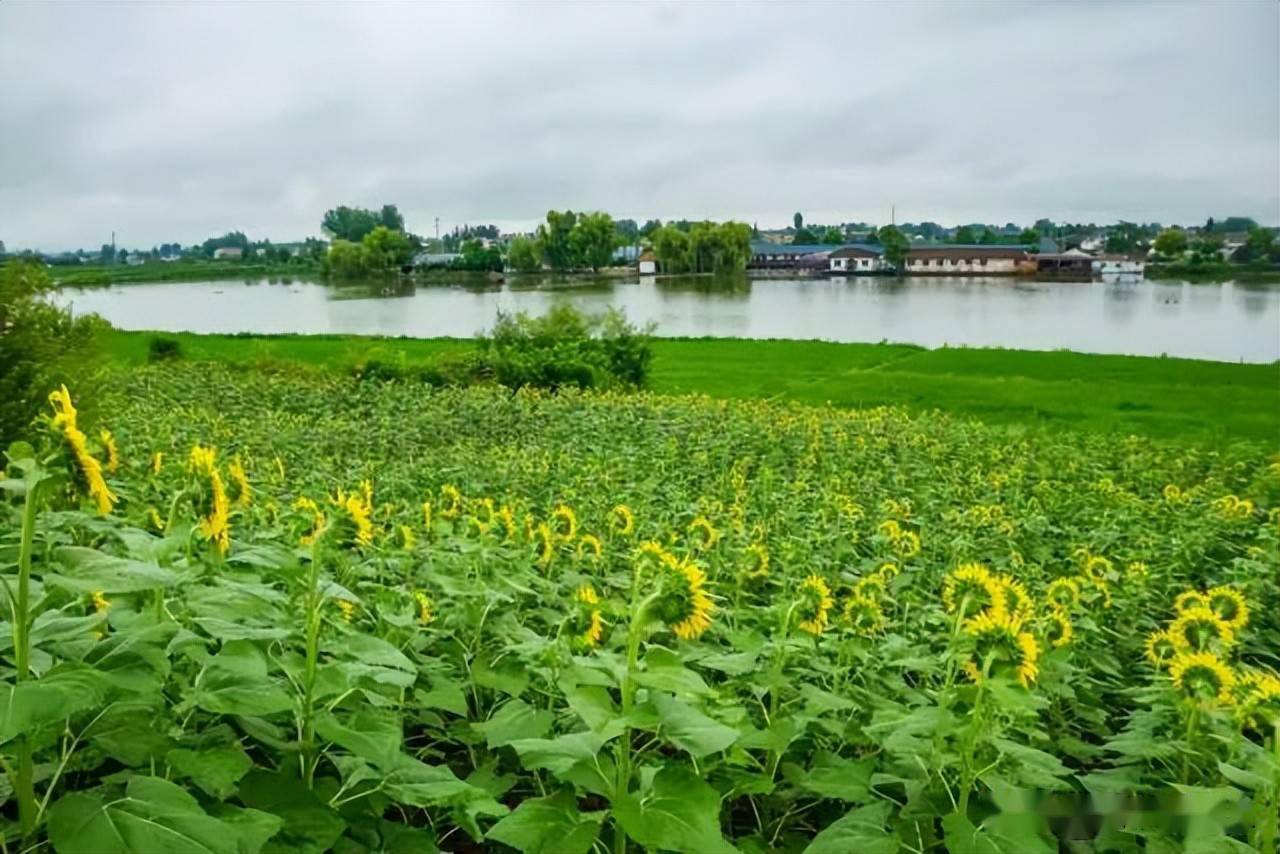 金色花海上线汉中皇塘水库又火了