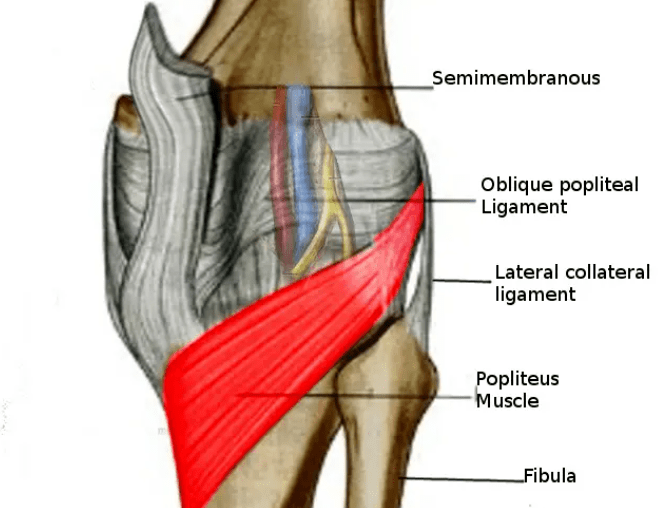 腘肌从外侧的股骨髁连到内侧的胫骨髁