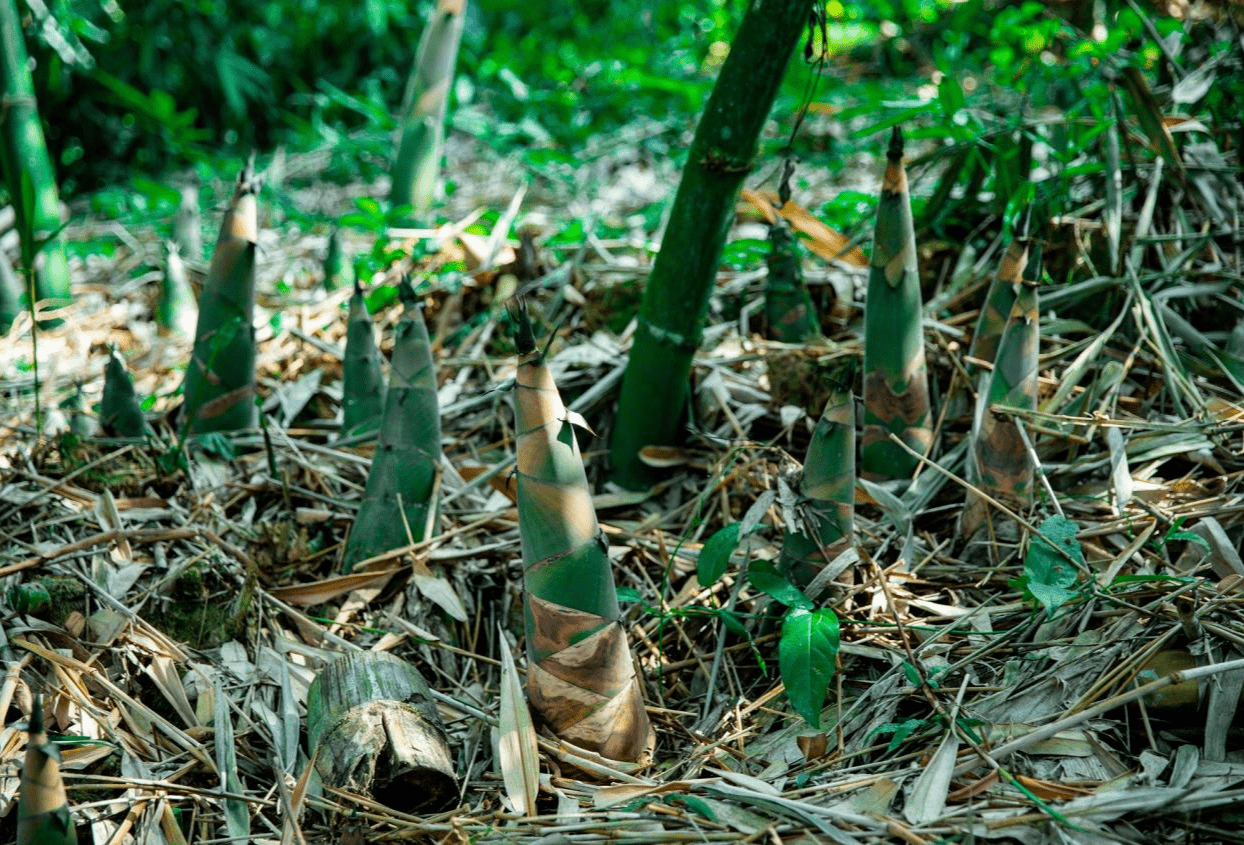 广西田林竹智多谋盘活特色产业让青山变金山