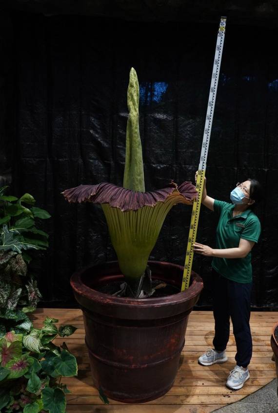 新华全媒 丨神奇植物又开花 揭秘国家植物园 吉祥三宝 魏钰 栽培 濒危