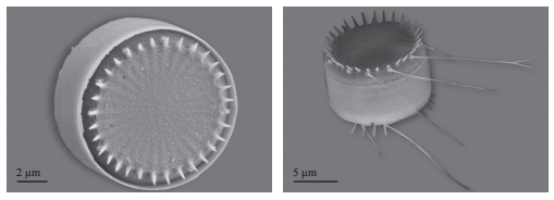 揭开水源地常见藻类的真面目硅藻门