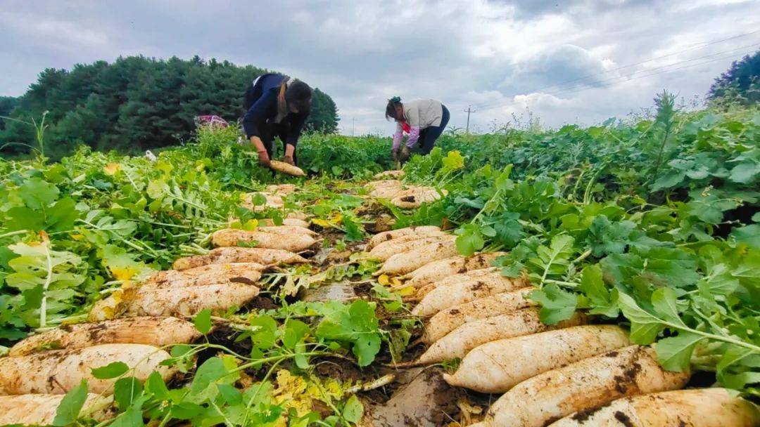 白萝卜迎丰收 群众采收忙_种植_拔萝卜_收入