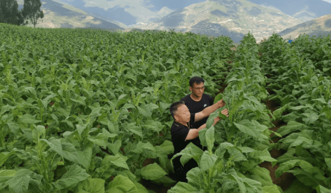 云烟121新品种在五顶山示范种植初见成效