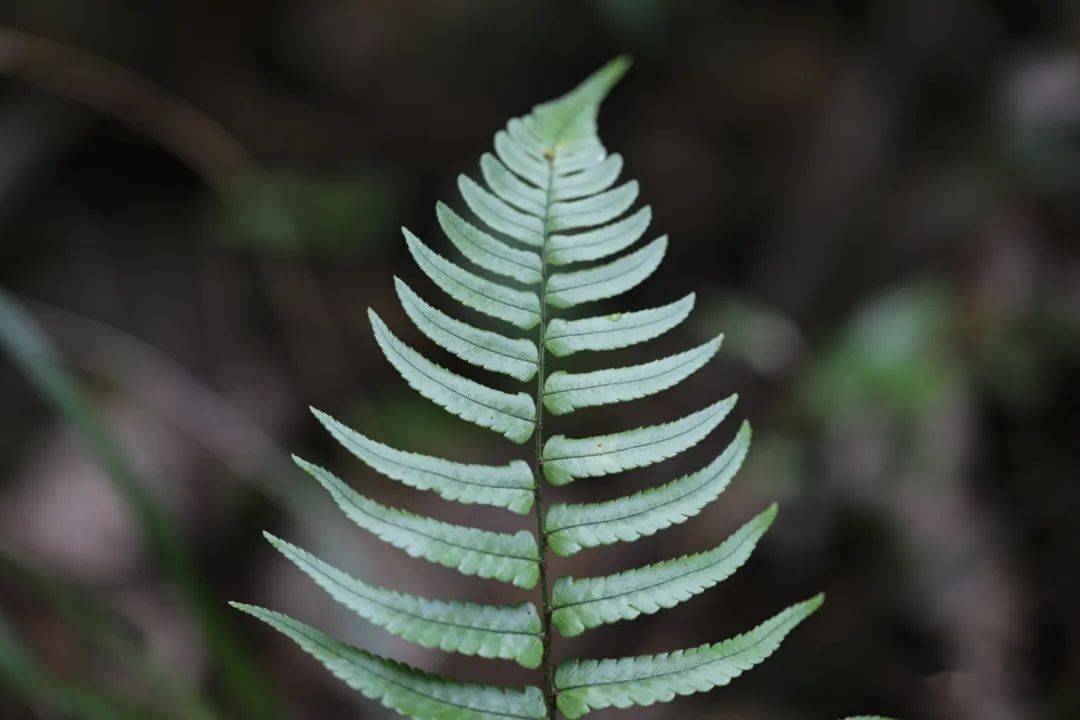 迷人鳞毛蕨_叶子_孢子囊_鳞片