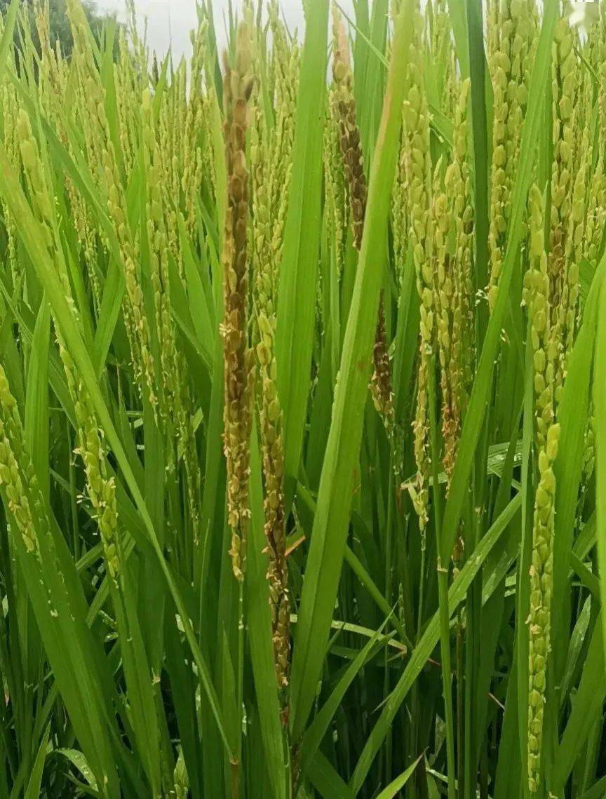 水稻黑粒褐变穗多地已发生如何有效防治