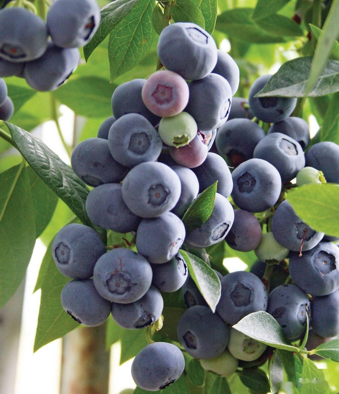 莱格西蓝莓在熊岳的试栽表现及温室栽培技术