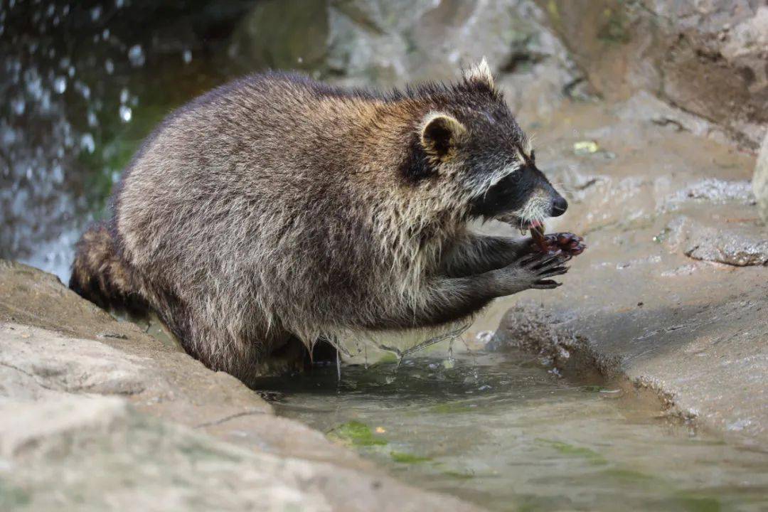 比猫咪还爱干净的熊_小浣熊_动物_食物