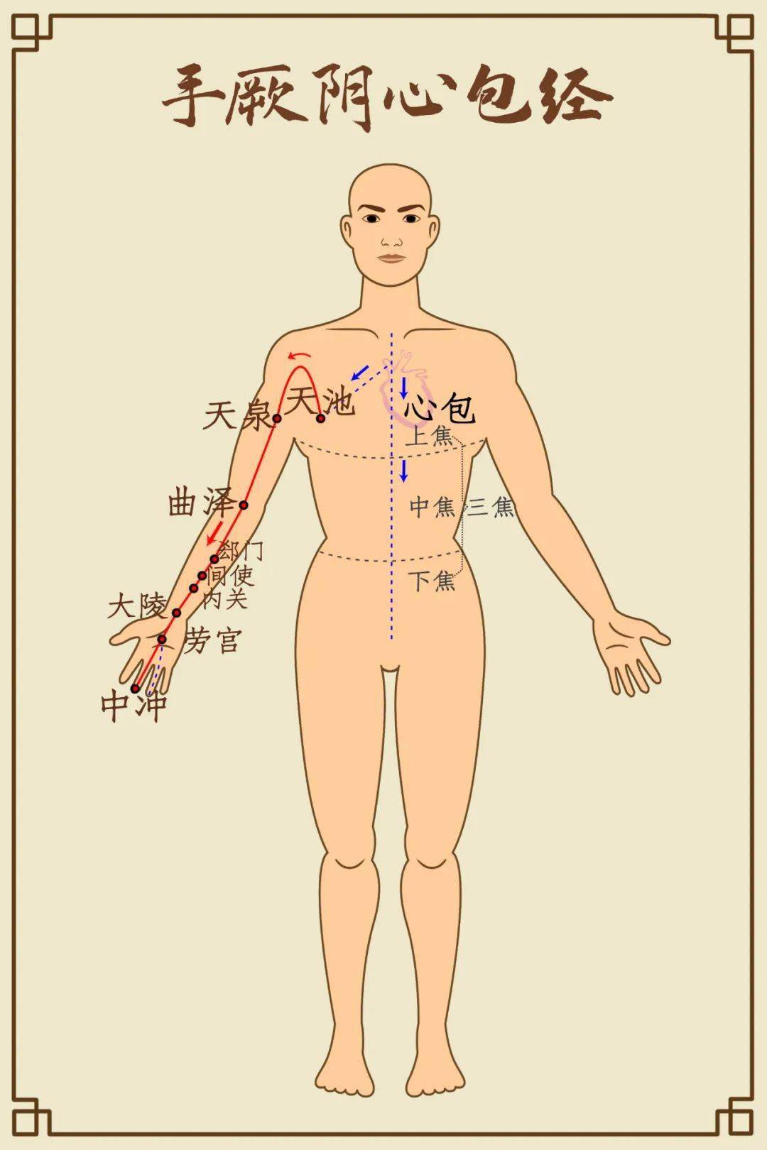 三伏天拍打手臂上的一条线给心脏减负好比吃人参