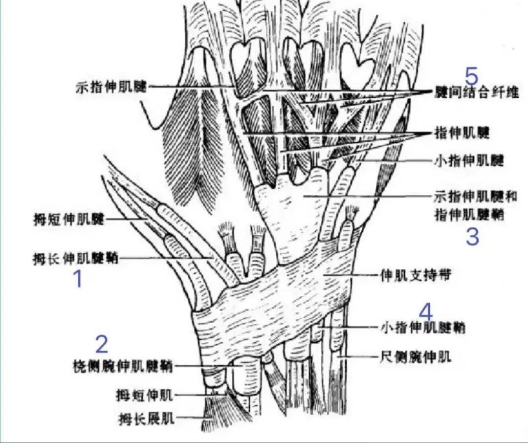 拇长展肌腱解剖图图片