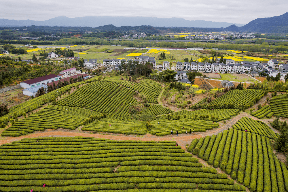乡村振兴模范党组织马坳镇黄溪村从一片叶子到一床被子