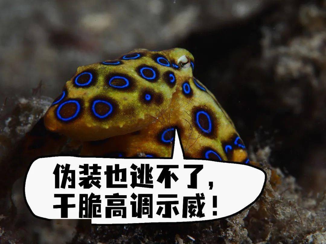 蓝环章鱼咬人有多疼
