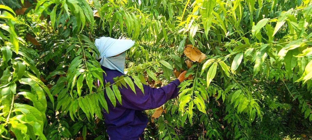 桃树早熟品种有哪些
