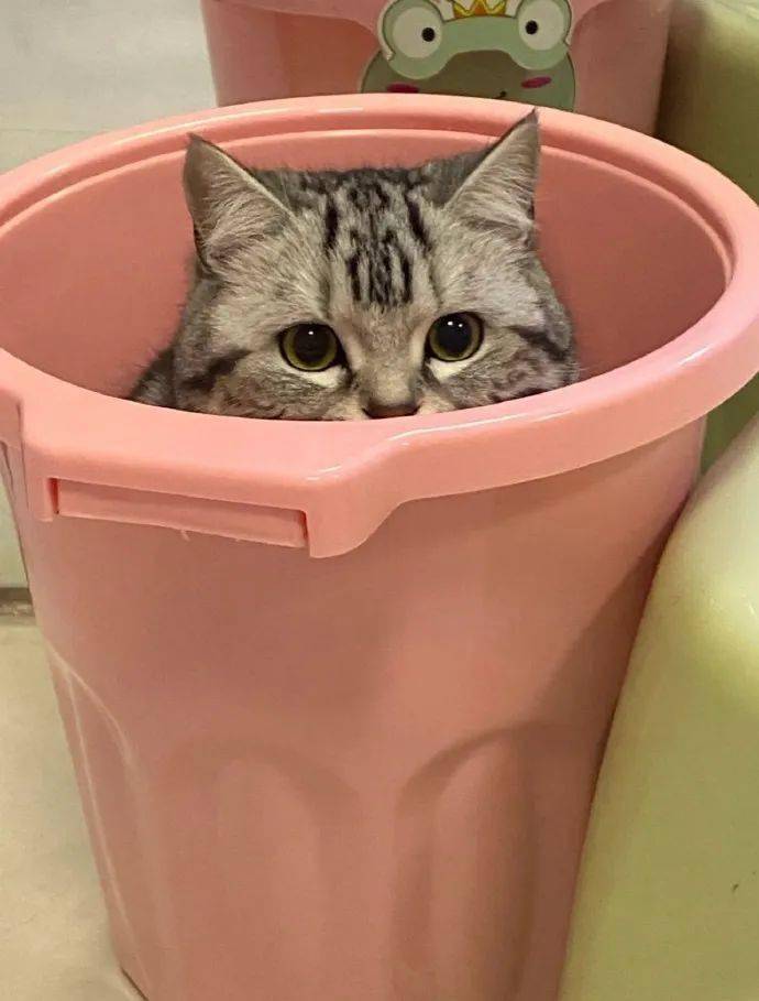 有图有真相垃圾桶里真的会长猫