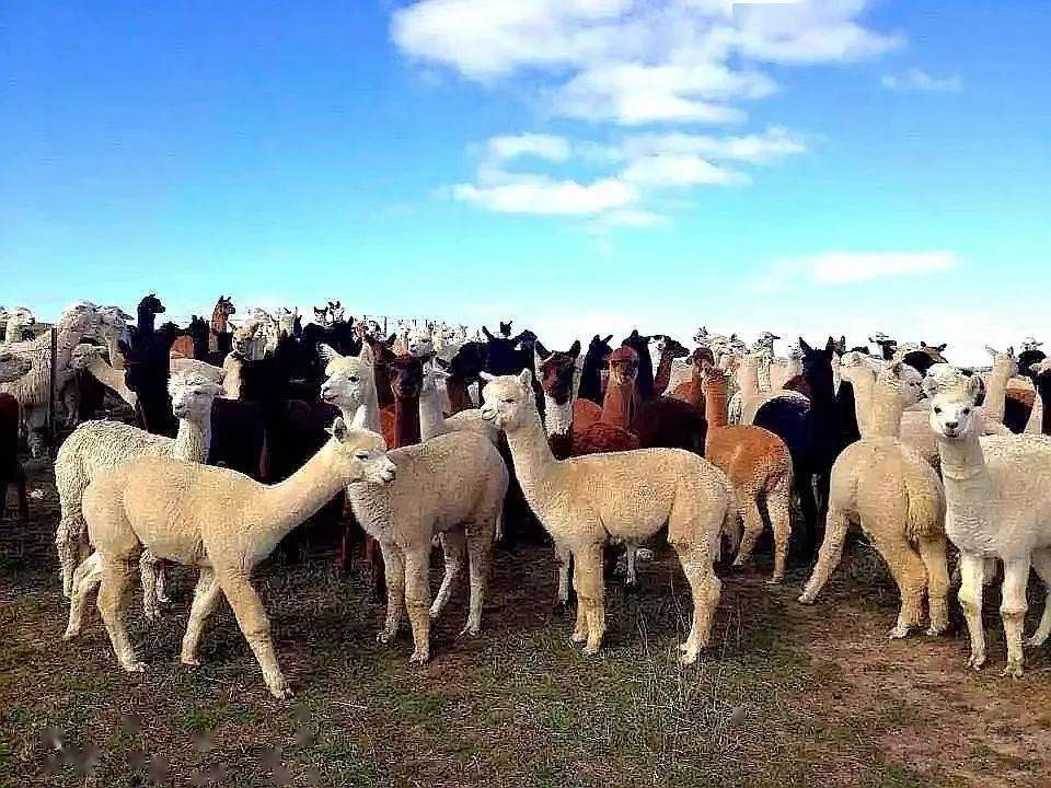 羊駝蘇尼特雙峰駝駝錫林郭勒馬新品系(太陽花)頓河馬錫林郭勒馬阿巴嘎