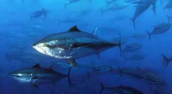 刚上钩的蓝鳍金枪鱼，遭到水下鲨鱼袭击，惊险一幕。惊悚#冒险#海钓_哔哩哔哩_bilibili