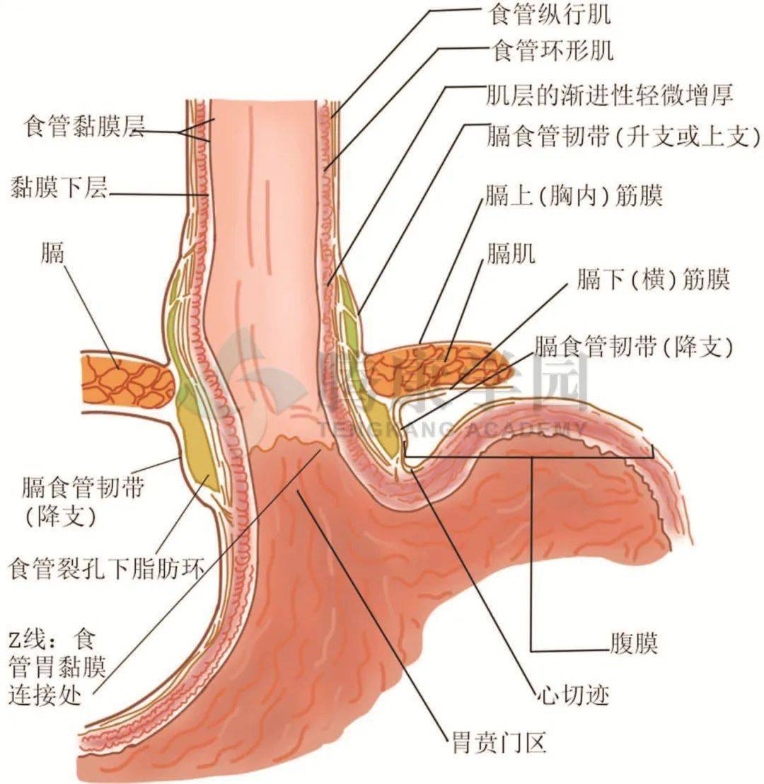 食管胃解剖结构图图片