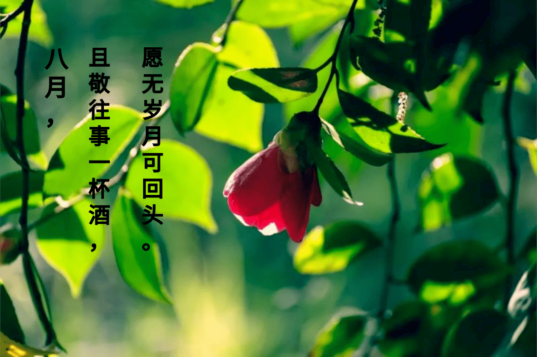 七月已然随风去八月诗酒趁年华