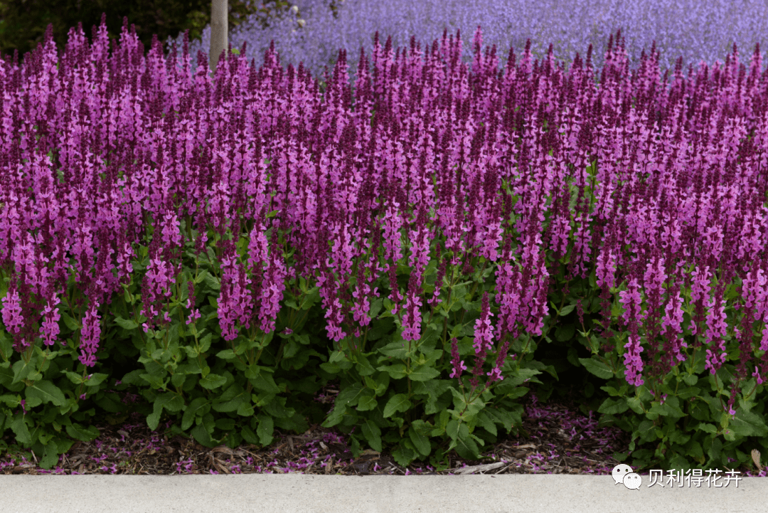【宿根花卉】2022 种苗订货季 宿根鼠尾草品种合集 无性 & 种繁_开花
